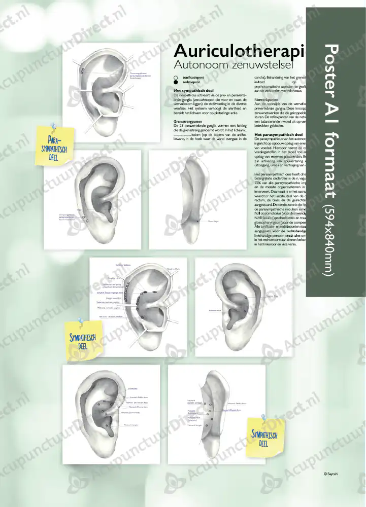 Auriculo Posters van Dianne Sommers - Afbeelding 5