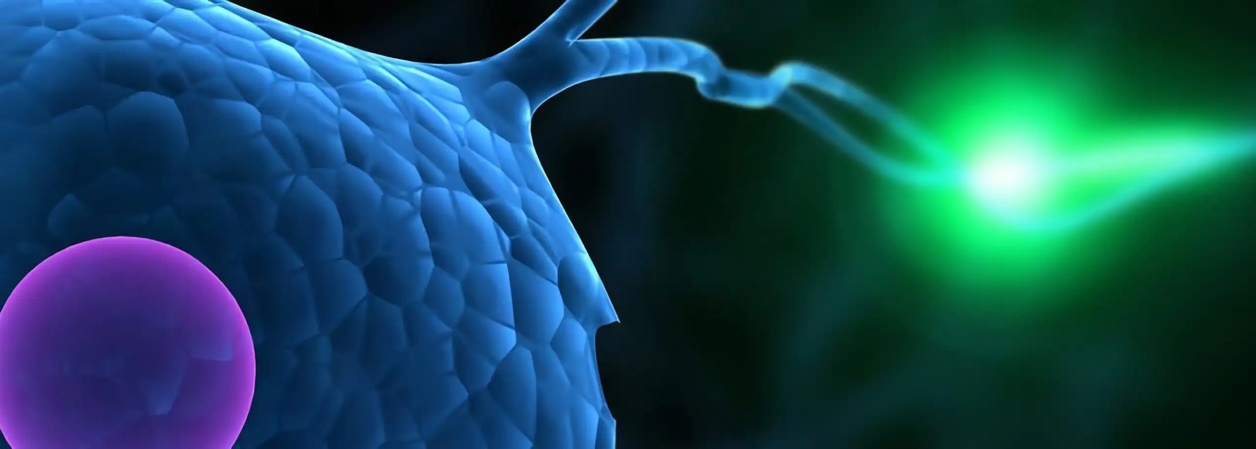 Enzym immuunsysteem Medizinische Enzymforschungsgesellschaft