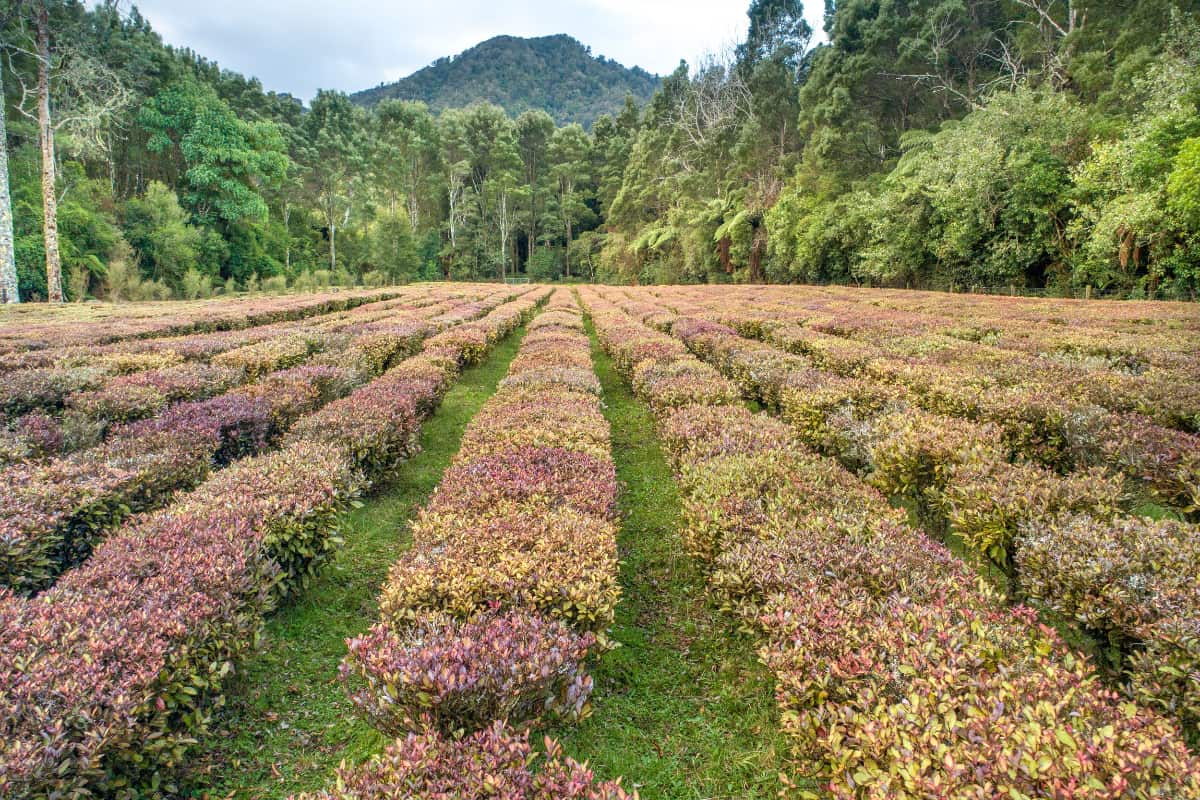 Kolorex verbouwt op een duurzame manier Horopitostruiken aan de rand van het Golden Bay regenwoud in Nieuw-Zeeland.